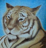 Tigre