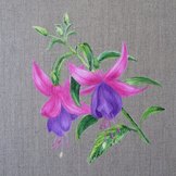 fushia